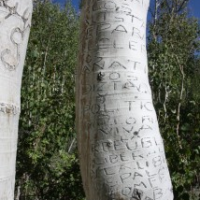 Arborglyphs Found in California