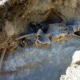 International Brigader’s skeleton found