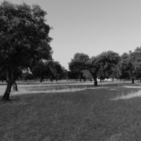 <em>Poetry Feature:</em> Mass Graves