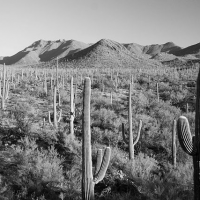 <em>Poetry Feature:</em> On the Dry Sea of Sonora